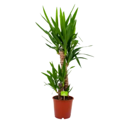 Yucca - Palmlelie - P19 H90 - Kamerplant