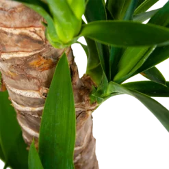 Yucca - Palmlelie - P19 H90 - Kamerplant -Goedkope Tuinbenodigdheden winkel yucca palmlelie p19 h90 6