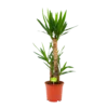Yucca - Palmlelie - P21 H100 - Kamerplant