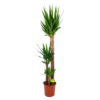 Yucca - Palmlelie - P24 H165 - Kamerplant