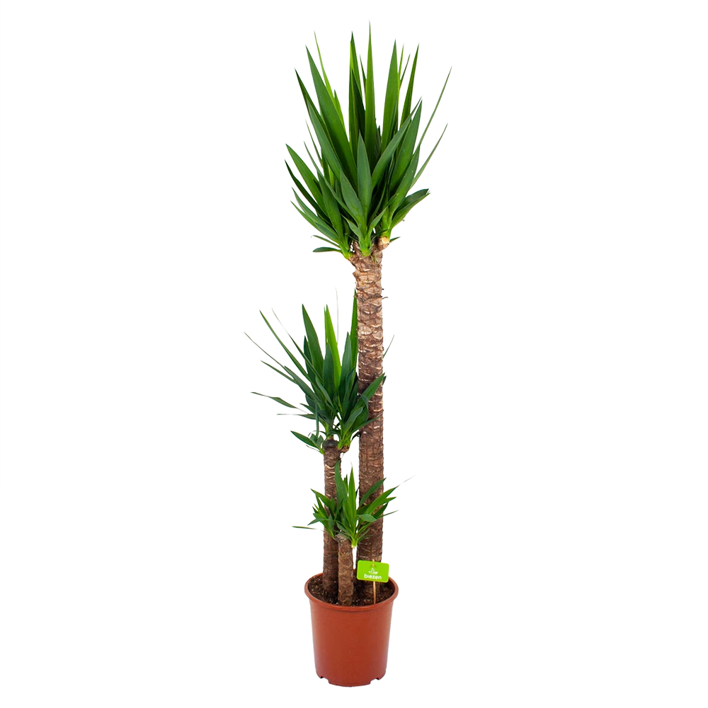 Yucca - Palmlelie - P24 H165 - Kamerplant 1 Yucca - Palmlelie - P24 H165 - Kamerplant