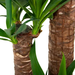 Yucca - Palmlelie - P24 H165 - Kamerplant 6 Yucca - Palmlelie - P24 H165 - Kamerplant -Goedkope Tuinbenodigdheden winkel yucca palmlelie p24 h165 6