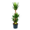 Yucca - Palmlelie - P29 H150 - Kamerplant