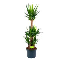 Yucca - Palmlelie - P29 H150 - Kamerplant