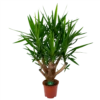 Yucca - Vertakt - Palmlelie - P27 H110 - Kamerplant