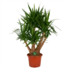 Yucca - Vertakt - Palmlelie - P45 H170 - Kamerplant