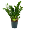Zamioculcas Zamiifolia - Emerald Palm - P19 H70 - Kamerplant