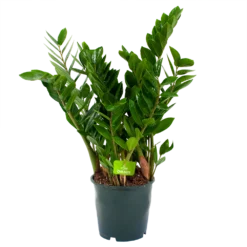 Zamioculcas Zamiifolia - Emerald Palm - P19 H70 - Kamerplant