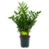 Zamioculcas Zamiifolia - Emerald Palm - P24 H90 - Kamerplant