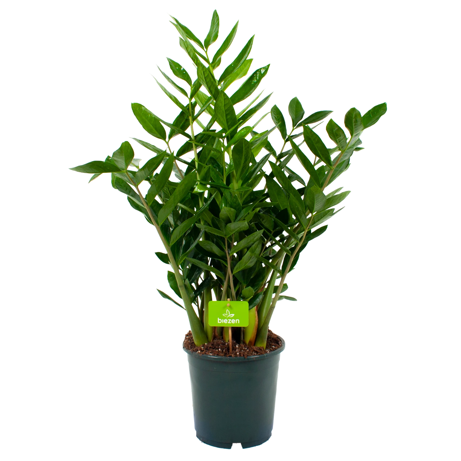 Zamioculcas Zamiifolia - Emerald Palm - P24 H90 - Kamerplant 1 Zamioculcas Zamiifolia - Emerald Palm - P24 H90 - Kamerplant