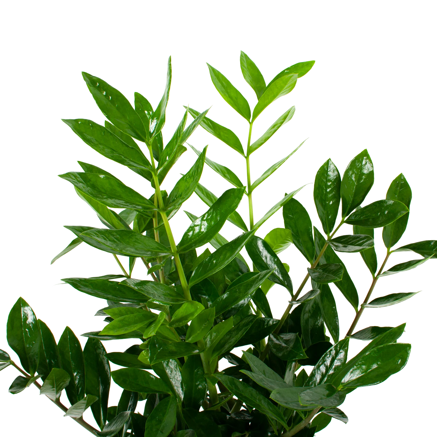 Zamioculcas Zamiifolia - Emerald Palm - P24 H90 - Kamerplant 2 Zamioculcas Zamiifolia - Emerald Palm - P24 H90 - Kamerplant - Afbeelding 2